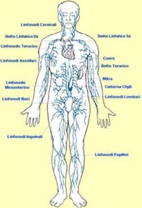 sistema-linfatico-1