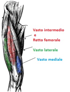 quadriceps-anatomy