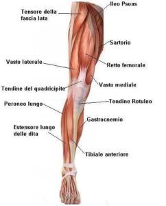 muscoli arto inf