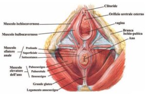 tavola anatomica del pavimento pelvico