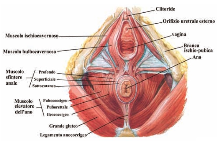 Riabilitazione del pavimento pelvico - EurFisioterapia