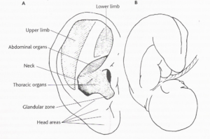 orecchio e feto