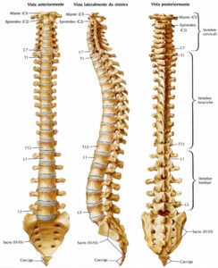 colonna vertebrale