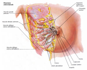 mammella femminile