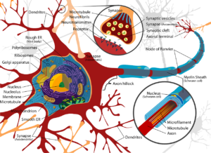 neurone, morbo di Parkinson