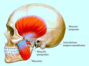 muscoli masticazione