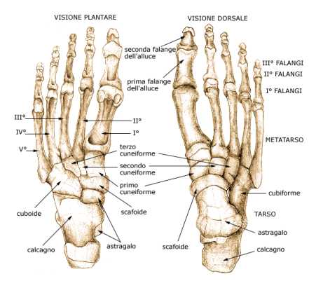 ossa del piede