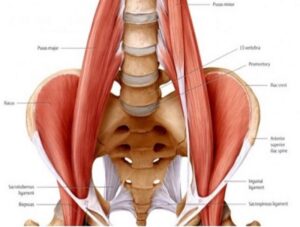 muscolo psoas