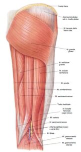 muscoli ischio- crurali