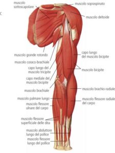 muscoli flessori