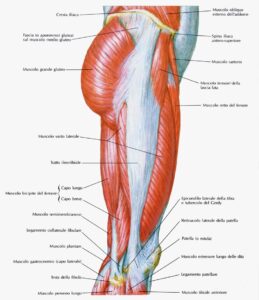 tensore fascia lata