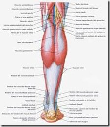 muscoli del polpaccio