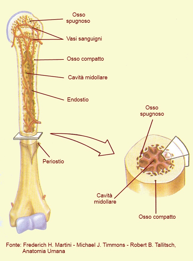 struttura dell'osso
