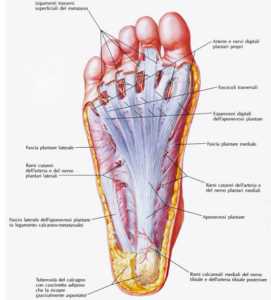 anatomia fascia plantare