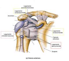 articolazione della spalla