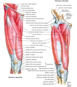 quadricipite