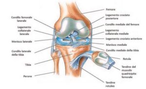 legamento crociato anteriore