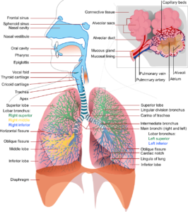 ginnastica respiratoria