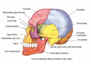 anatomia del cranio 