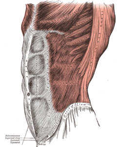 muscoli addominali