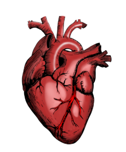 Riabilitazione cardiovascolare