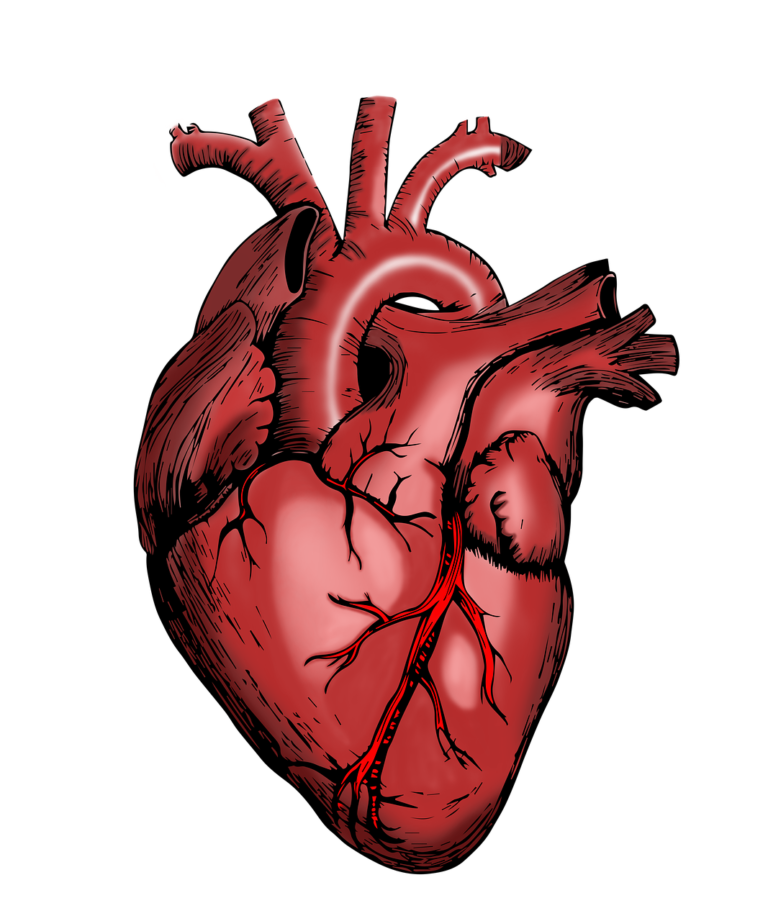 Riabilitazione cardiovascolare