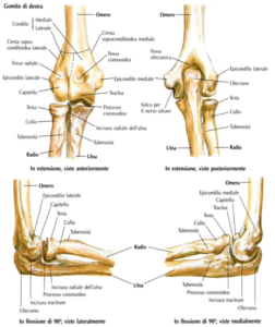 anatomia del gomito